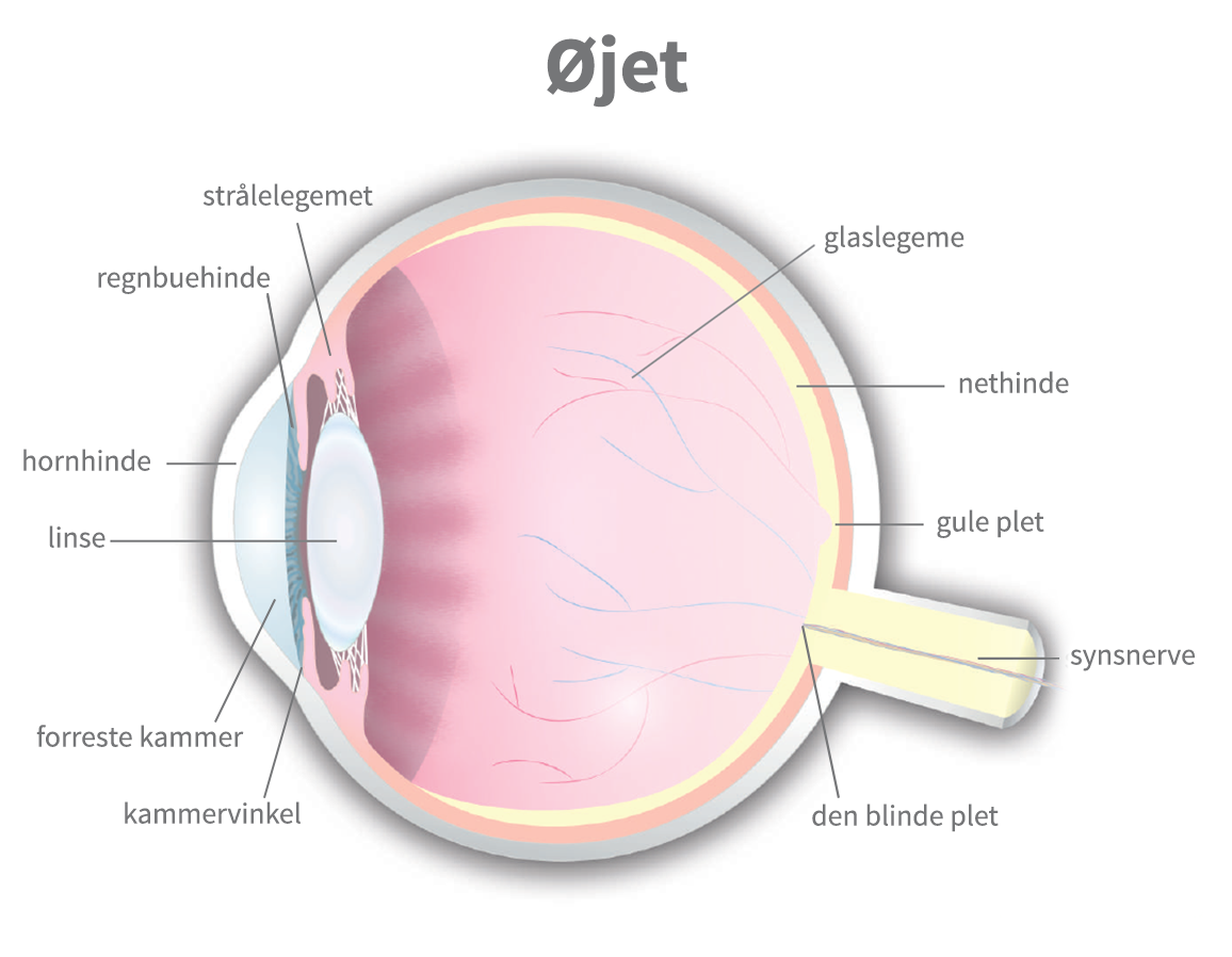 Øjets anatomi | Memira Øjenklinikker