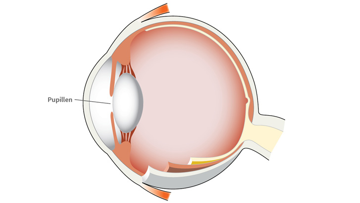 Pupillen er en åbning i regnbuehinden.